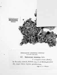Dermatocarpon miniatum image